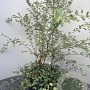 Spiraea vanhouttei 80-100 cm 5,0L