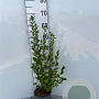 Symphoricarpos albus 40-60 cm 2,0L
