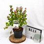 Symphoricarpos d. Symphony Rave 30-40 cm 3,0L