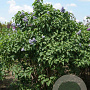 Syringa vulgaris 200-250 cm draadkluit struik