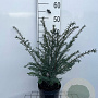 Taxus baccata 40-50 cm 3,0L