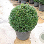Taxus baccata 50 cm 20L bol