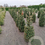 Taxus baccata 120-140 cm met kluit