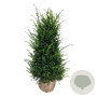Taxus baccata 140-160 cm met kluit extra