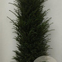 Taxus baccata 175-200 cm met kluit