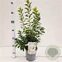 Rhododendron (AJ) 'White Lady' 25-30 cm 2,5L