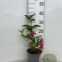 Weigela 'Bristol Ruby' 20-30 cm 2,0L