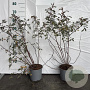 Rosa glauca 40-60 cm 2,0L