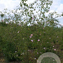 Rosa (o) rubiginosa 200-250 cm draadkluit struik