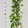 Salix caprea 'Kilmarnock' 150 cm stam 7,5L