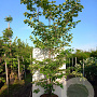 Cornus controversa 300-350 cm cont. 180L meerstammig