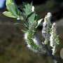 Salix hookeriana 20-25 cm 2,0L
