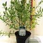 Salix integra 'Hakuro-nishiki' 100 cm stam 5,0L