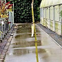 Salix integra 'Hakuro-nishiki' 120 cm stam 5,0L
