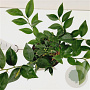 Sarcococca ruscifolia 20-25 cm 2,0L