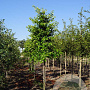 Prunus lusitanica Tico 18-20 HO draadkluit
