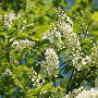 Prunus padus 'Watereri' 14-16 HO draadkluit