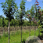 Prunus ser. 'Sunset Boulevard' 10-12 HO draadkluit