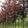 Prunus virginiana 'Canada Red' 25-30 HO draadkluit 250 cm stam