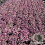 Ajuga reptans 'Burgundy Glow' GM 2,0L