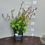 Campanula poscharskyana GM 2,0L