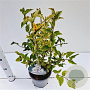 Syringa meyeri Flowerfesta White 25-30 cm 2,5L