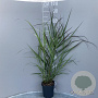 Panicum virgatum 'Squaw' GM 2,0L