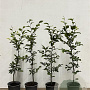 Fagus sylvatica 80-100 cm 2,5L