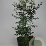 Fagus sylvatica 125-150 cm 7,5L