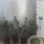 Ilex aquifolium 40-60 cm 2,0L