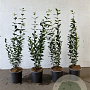 Ligustrum ovalifolium 40-60 cm 2,5L