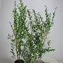 Ligustrum ovalifolium 80-100 cm 5,0L