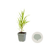 Hakonechloa macra GM  P11