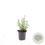 Rosmarinus officinalis GM 1.5