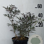 Sambucus nigra Black Lace 50-60 cm 10L