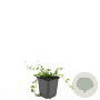 Vinca minor GM P9