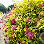 Spiraea bumalda 'Goldflame' GM P15