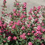 Symphoricarpos Magical Temptation 25-30 cm 2,0L