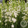 Camassia leichtlinii 'Alba' 14 CM verpakt per 25