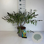 Buddleja davidii 'Magda's Gold Knight' 40-50 cm 6,5L
