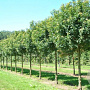 Acer campestre 'Anny's Globe' 8-10 cm 25L 225 cm stam