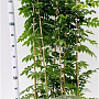 Wisteria sinensis 'Alba' 100-125 cm rozenpot 2L