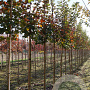 Acer Pacific Sunset 10-12 HO draadkluit