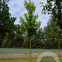 Acer rubrum 'Brandywine' 14-16 HO draadkluit