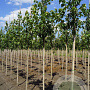 Acer rubrum 'Franksred' 6-8 HO draadkluit