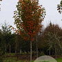 Acer rubrum 'Franksred' 14-16 HO draadkluit
