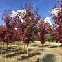 Acer rubrum 'Somerset' 14-16 HO draadkluit
