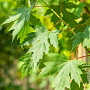 Acer saccharinum 10-12 HO draadkluit