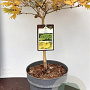 Acer shirasawanum 'Aureum' 30-40 cm 5,0L