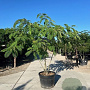 Albizia julibrissin 125-150 cm met kluit meerstammig